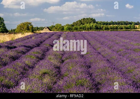 Campo di lavanda pronta per la mietitura Foto Stock