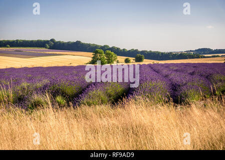 Campo di lavanda pronta per la mietitura Foto Stock