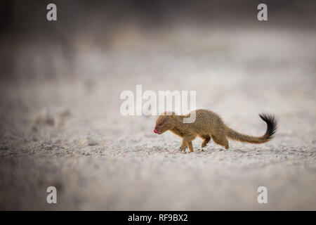 Onguma Game Reserve è una riserva privata al confine orientale del Parco Nazionale di Etosha che offre splendidi paesaggi aridi e ottima fauna selvatica Foto Stock