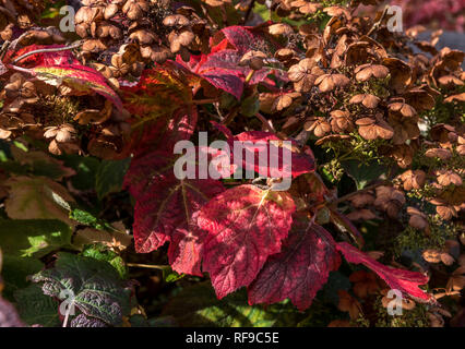 Oak lasciava ortensie in autunno Foto Stock