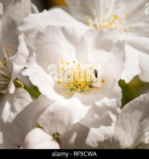 Piccolo bug alimentazione su un fiore bianco di un giapponese di ciliegio Prunus 'Tai-haku' in primavera. Foto Stock