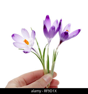 Crocus fiori in mano womans, isolato su bianco Foto Stock