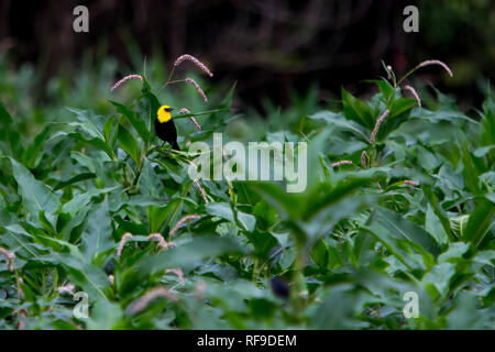 Un giallo-incappucciati merlo, Chrysomus icterocephalus, comune in habitat in zone umide lungo la parte superiore del fiume Amazon a Loreto, Perù Foto Stock