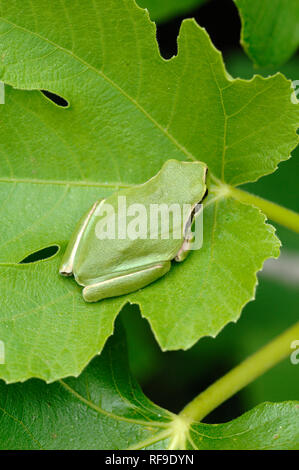 Raganella, Hyla arborea, precedentemente noto come Rana arborea, mimetizzata su colorato simile a foglia verde in Camargue Zone Umide Provence Francia Foto Stock