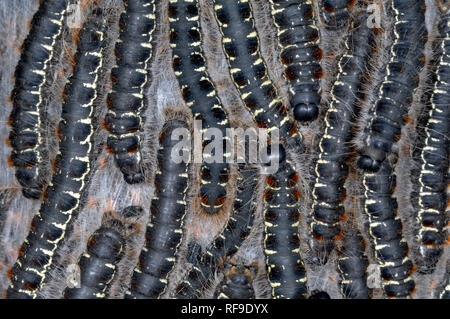 Gruppo o cluster di Pine Processionary bruchi del Pine Processionary Moth, Thaumetopoea pityocampa Foto Stock