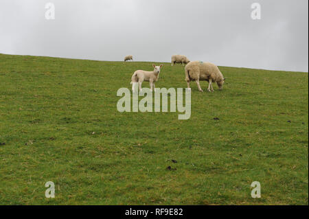 Una pecora e la sua carne di agnello gallese a lato della collina Foto Stock