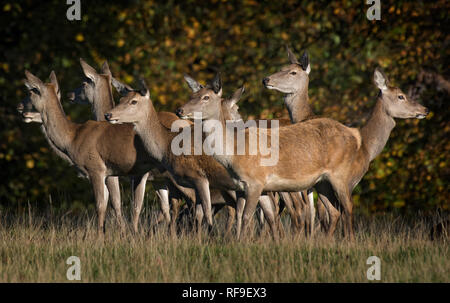 Gruppo di cervi rossi, durante la stagione di solchi, Curvus elaphus, Fountains Abbey, North Yorkshire, Inghilterra, Regno Unito Foto Stock