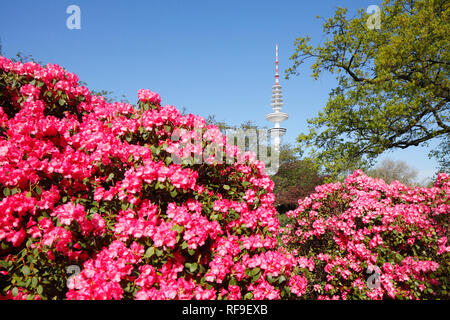 Giardino giapponese con la torre della TV e fiore di rododendro, Amburgo, Germania, Europa mi Japanischer Garten mit Fernsehturm und Rhododendronblüte, Amburgo, Foto Stock