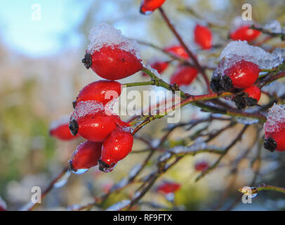 Un'immagine ravvicinata di neve raccolta sul frutto (HIPS) di un cane rosa (Rosa canina) immerso nella luce del sole invernale in un giardino DEL REGNO UNITO Foto Stock