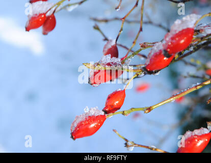 Un primo piano di rosa canina (frutta) di un cane rosa (Rosa canina) la boccola con la neve sul loro contro uno sfondo di un nitido inverno puro cielo blu in un giardino del Regno Unito Foto Stock