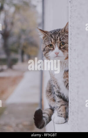 Grande lonely cat siede sulla finestra Dash al di fuori. Foto Stock