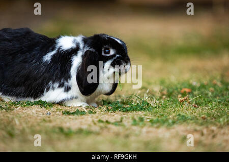 Leone testa coniglio / mini lop coniglio Foto Stock