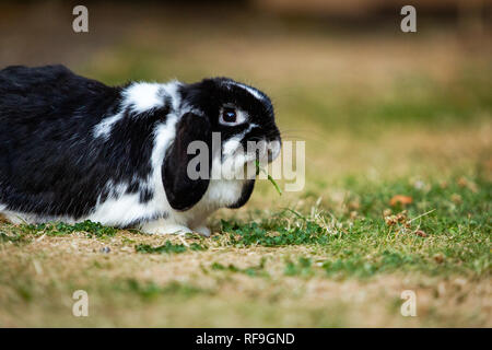 Leone testa coniglio / mini lop coniglio Foto Stock