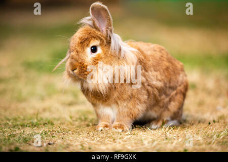 Leone testa coniglio / mini lop coniglio Foto Stock
