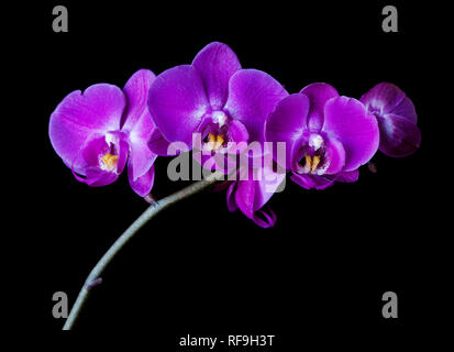 Il ramo con viola-rosa fiori di orchidea falena isolati su sfondo nero Foto Stock