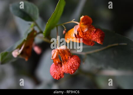 Close-up di Spotted Touch-me-non/Jewelweed fiori (Impatiens capensis) Foto Stock