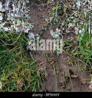 Dallo studio di Welsh rugby. Foto Stock