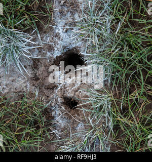 Dallo studio di Welsh rugby. Foto Stock