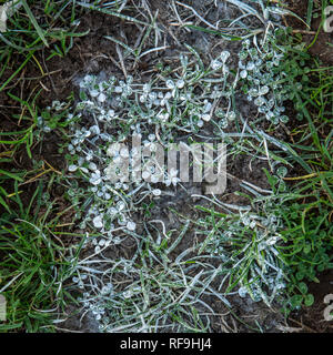 Dallo studio di Welsh rugby. Foto Stock