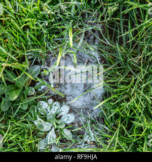 Dallo studio di Welsh rugby. Foto Stock