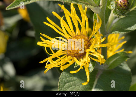 Echter su Alant, Blüte, Grundblätter, Helenenkraut, Inula helenium, Enula, Scabwort, cavalli di guarire, Marchalan, elfdock, La Grande Aunée Foto Stock