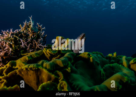 Murena lycodontis Mooray undulatus nel Mare Rosso, Eilat Israel Foto Stock