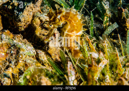 Ippocampo ​​horse mare nel Mar Rosso colorato e bello, Eilat Israel Foto Stock