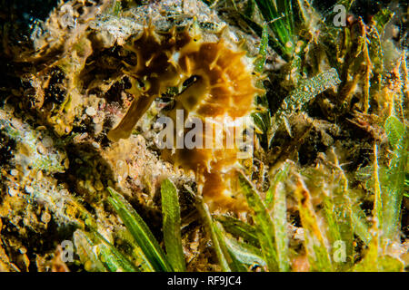 Ippocampo ​​horse mare nel Mar Rosso colorato e bello, Eilat Israel Foto Stock