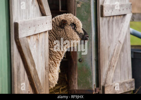 Pecora Pecora in piedi nella porta del granaio che guarda verso il campo durante il giorno in una fattoria di campagna inglese. British allevamento di ovini Foto Stock