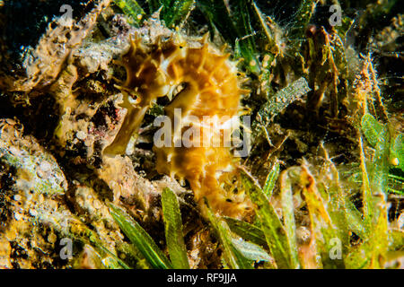 Ippocampo ​​horse mare nel Mar Rosso colorato e bello, Eilat Israel Foto Stock