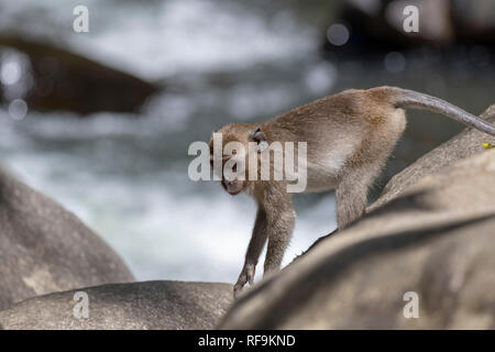 Macachi a coda lunga scimmie di Khao Sok National Park, Thailandia Foto Stock