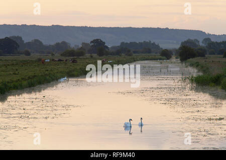 Sunrise oltre King's Sedgemoor scarico con cigni (Cygnus olor), Graylake, Somerset livelli, Somerset, Inghilterra, Regno Unito Foto Stock