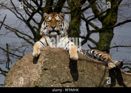 Una tigre di Amur siede sul suo rock in Zoo Dartmoor Devon Foto Stock