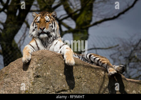 Una tigre di Amur siede sul suo rock in Zoo Dartmoor Devon Foto Stock