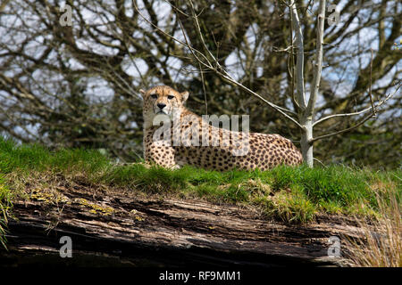 Un ghepardo guarda giù dal suo punto di vista in Zoo Dartmoor Devon Foto Stock