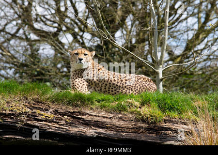 Un ghepardo guarda giù dal suo punto di vista in Zoo Dartmoor Devon Foto Stock