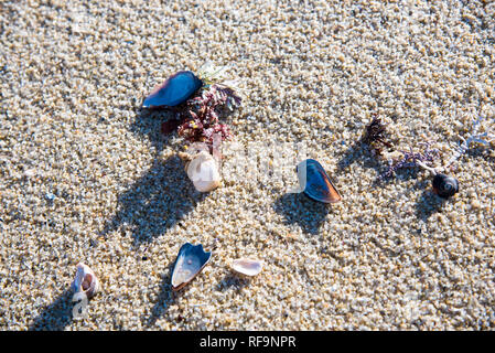 Conchiglie, coralli e creature del mare su una spiaggia di sabbia. Foto Stock