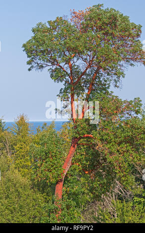 Pacific Madrone albero che cresce al di sopra della foresta e nella Penisola Olimpica di Washington Foto Stock