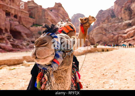 Vista ravvicinata di due splendidi cammelli nel sito Patrimonio Mondiale dell'Unesco in Petra. Petra è un patrimonio storico e archeologico della città nel sud della Giordania. Foto Stock