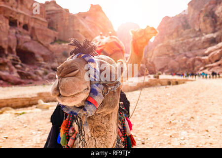 Vista ravvicinata di due splendidi cammelli nel sito Patrimonio Mondiale dell'Unesco in Petra. Petra è un patrimonio storico e archeologico della città nel sud della Giordania. Foto Stock