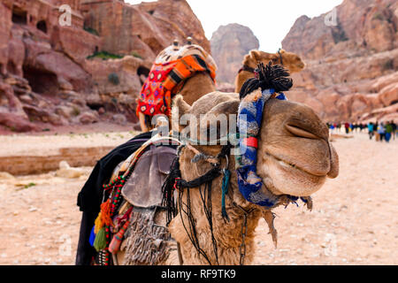 Vista ravvicinata di due splendidi cammelli nel sito Patrimonio Mondiale dell'Unesco in Petra. Petra è un patrimonio storico e archeologico della città nel sud della Giordania. Foto Stock