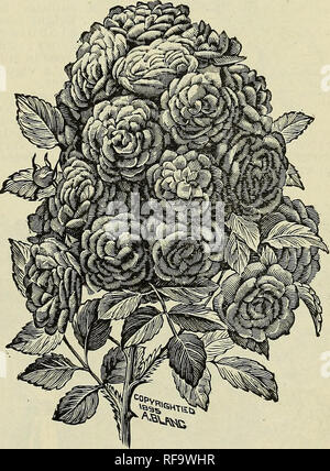 . Catalogo di Green Nursery Co. Vivaio nello Stato di New York Rochester cataloghi; alberi da frutto cataloghi; bacche cataloghi; vivaio; alberi da frutta e bacche. Se si dispone di una serra o un molto favr rable camera potete crescere indoor rose con successo in inverno e li pianta in estate nuovamente, ma tutto questo significa molto lavoro per occupato l'uomo. Piantando queste rose come offerto tutto questo problema è evitato. Impianto di loro nel giardino dove si voglia loro di rimanere e anno dopo anno (abbiamo sentito parlare di un rosaio che doveva essere di trecento anni) questa stessa boccola o cespugli che deligh Foto Stock