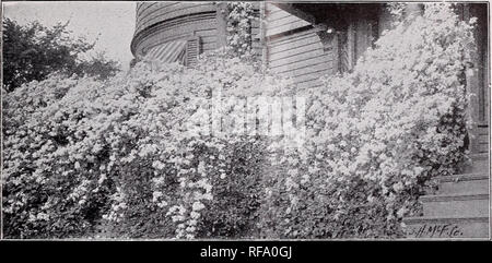 . Catalogo di alberi da frutto, viti ornamentali, ecc.. Vivai (orticoltura) North Carolina Pomona; Vivai (orticoltura) cataloghi; alberi da frutto cataloghi; sempreverdi cataloghi; arbusti cataloghi; Rose cataloghi; alberi da frutta a guscio cataloghi. Scelta Truit, ombra e alberi ornamentali 47. La CLEMATIDE PAXICULATA VITIGNI E LIANE ENGLISH IVY un ardito evergreen vine, utili per la scalata di mattoni e muri in pietra, camini, ecc. Foglie di colore verde scuro. AMPELOPSIS Veitchii (Giappone ivy). Uno dei migliori per rapidamente la parete di copertura e di edifici. Richiede un terreno fertile. Foglie piccole, verde diventa rosso in autunno. Quinquefolia Foto Stock