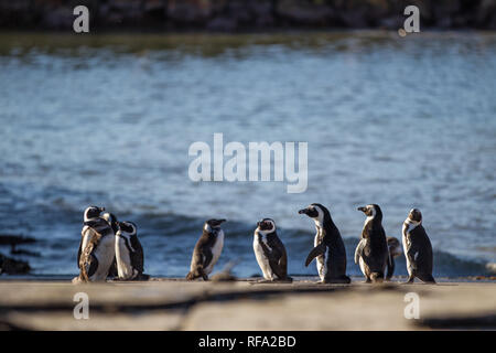 È inusuale per i Penguins africani, Spheniscus demersus, alla razza sulla terraferma, ma hanno il merito di una colonia a Stony Point Riserva Naturale, Betty's Bay Foto Stock