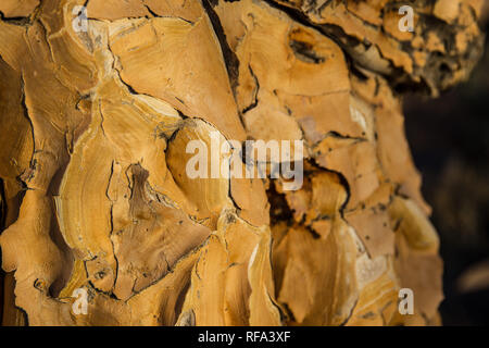 Per Quiver Tree Forest è un'attrazione turistica vicino Keetmanschoop, Namibia dove centinaia di specie in pericolo faretra alberi, Aloidendron dichotoma, crescere Foto Stock