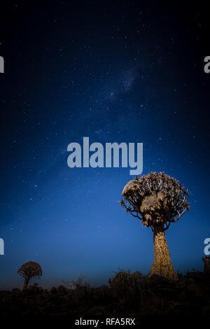 Per Quiver Tree Forest è un'attrazione turistica vicino Keetmanschoop, Namibia dove centinaia di specie in pericolo faretra alberi, Aloidendron dichotoma, crescere Foto Stock