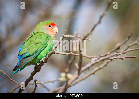 Per Quiver Tree Forest è una popolare attrazione turistica vicino Keetmanschoop, Namibia dove centinaia di specie in pericolo faretra alberi, Aloidendron dichotoma, cresciuto Foto Stock