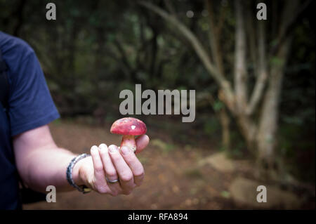 Una varietà di funghi commestibili crescere in di pino e di foreste indigene di Table Mountain e Cape Town, Sud Africa, come questo gamberetto russula delicatezza Foto Stock