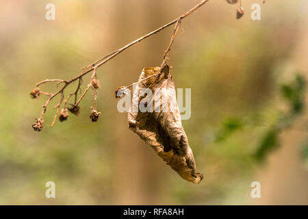 Croccanti Foglie di autunno appeso da albero Foto Stock