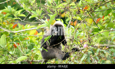 KEDAH, Langkawi, Malesia - Aprile 08th, 2015: Un adulto dusky foglia o di scimmia langur è seduto tra le foglie di un albero nel selvaggio Foto Stock